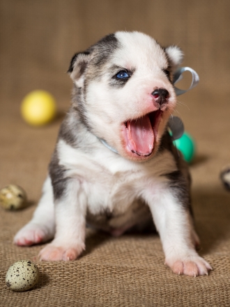 10 nombres históricos para cachorros con personalidad