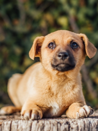 Por qué el nombre de tu perro puede definir su personalidad
