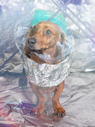 10 nombres de perros inspirados en el espacio y la astronomía
