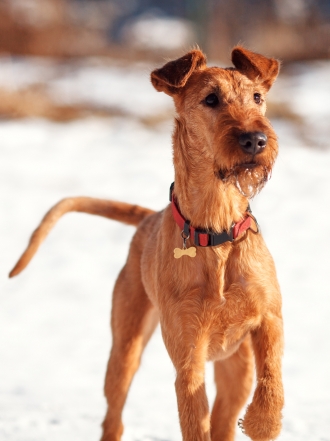 10 nombres de perros inspirados en el frío invierno