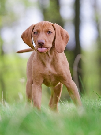 10 nombres de perros geniales inspirados en los Juegos Olímpicos