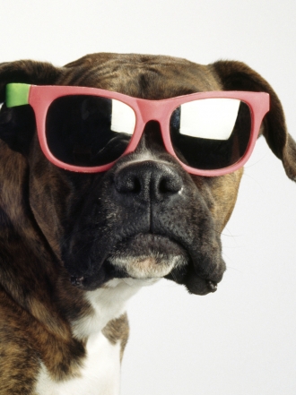 El rock, tu inspiración para encontrar nombre para tu mascota