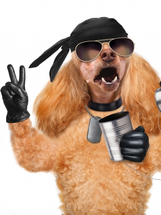 Miley, Gaga o Katy Perry, nombres musicales para tu mascota