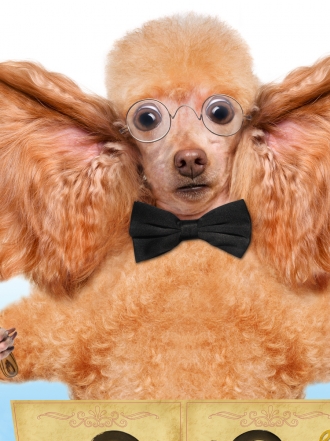 ¡Música maestro! Nombres de mascotas inspirados en música clásica