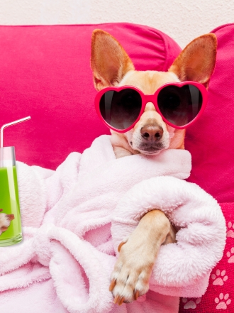 Con estos nombres, tu perro podría ser una estrella de la tele