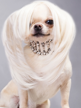 Convierte a tu perrita en ¡toda una star de Hollywood!