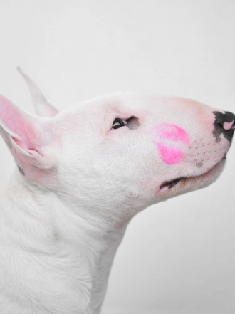 Besos en varios idiomas como nombre de tu perro