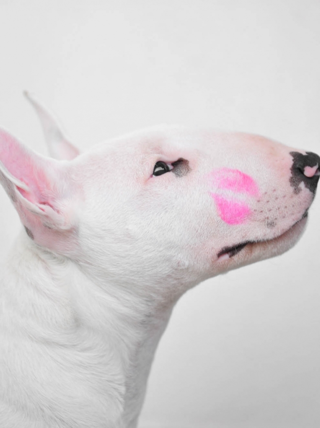 Que Siente Un Perro Cuando Le Das Un Beso