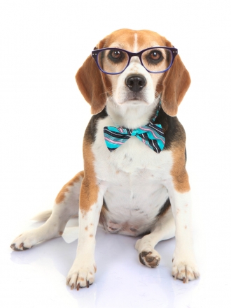 Si eres un friki, tienes que llamar así a tu perro