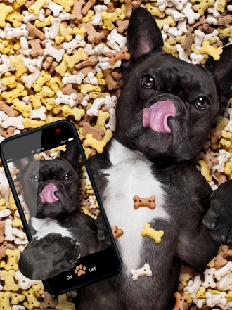 ¿Fan de las redes sociales y con mascota? ¡Esto te interesa!