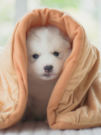 Nombres para perros inteligentes inspirados en la ciencia