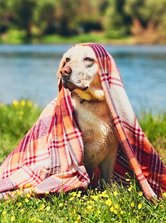 Nombres de perros para dueños viajeros