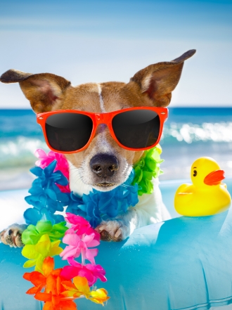 Llega el verano y las nuevas ideas de nombres para tu mascota