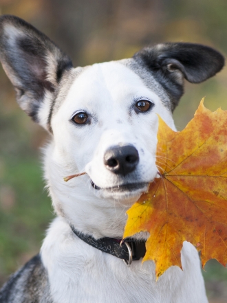 Inspírate en el otoño para escoger un nombre para tu perro