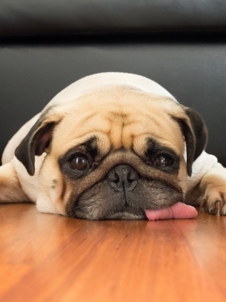 Tu perro, toda una estrella con estos nombres de constelaciones