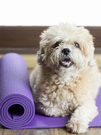 Descubre el doga, el yoga para perros