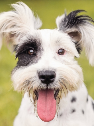 Cómo hacer feliz a tu mascota