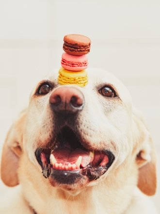 Te comerás a tu perro con estos nombres