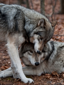 Soñar con lobos: la fuerza que te dan tus sueños
