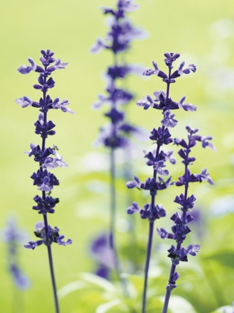 Los 10 imprescindibles para hacer hechizos de amor efectivos