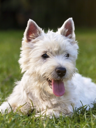 Nombres compuestos para perros