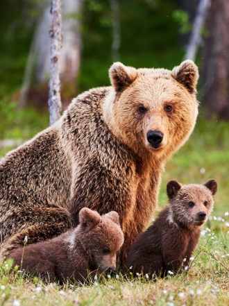 Soñar que te ataca un oso: comprueba tu fuerza