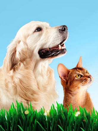 Los mejores nombres si tienes un perro y un gato como mascotas