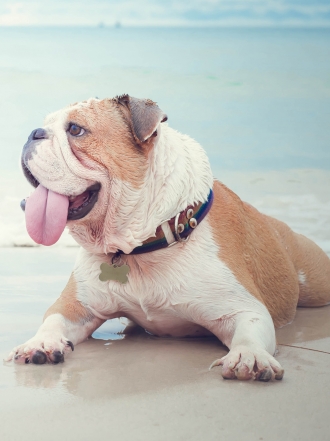 Inspírate en estas playas para llamar a tu perro