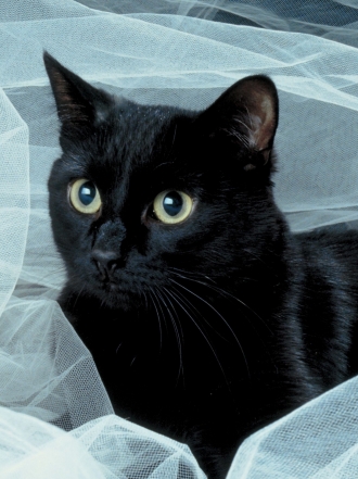 Soñar con gatos negros: ¿mala suerte?