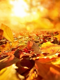 Soñar que llega el otoño: ¿estás preparada?