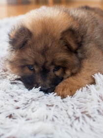 Soñar con perros pequeños