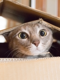 Soñar con gatos muertos: presta atención a tus sueños