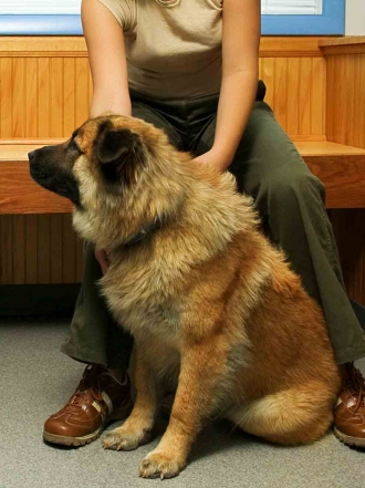 Nombres graciosos para perros grandes