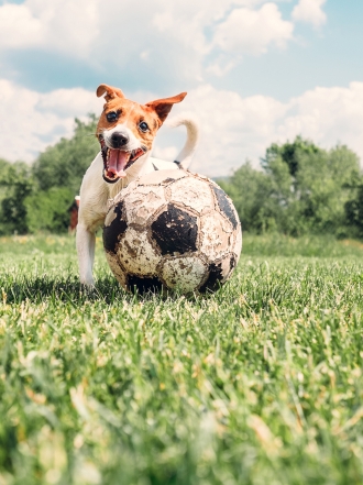 Nombres de perros inspirados en entrenadores de fútbol