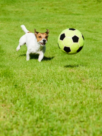 Nombres de perros inspirados en jugadores de fútbol