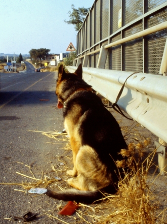 La historia del perro abandonado que esperó a su dueño en una cuneta