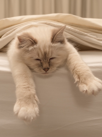 Dormir con tu gato, ¡cuando todo son beneficios!