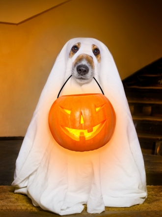 Inspírate en Halloween para elegir el nombre de tu perro