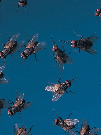 La pesadilla de soñar con moscas en la boca