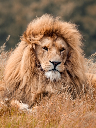 Soñar que te persiguen leones: ¿A quién temes?