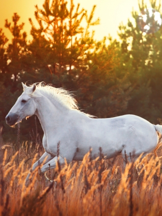Soñar con un caballo blanco: eres única y especial