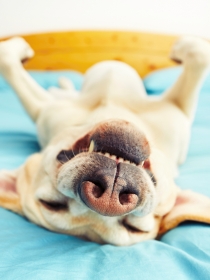 10 lecciones de tu perro que te harán ser más feliz