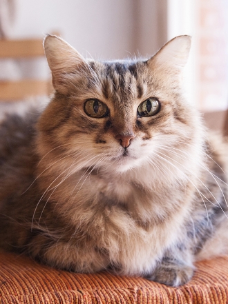 Consejos para hacer fotos divertidas y originales a tu gato