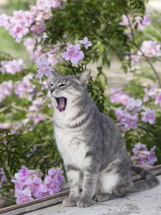 Fotografía a tu gato: Los mejores lugares para hacer fotos a tu mascota