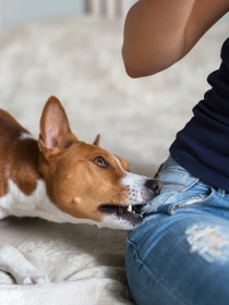 Soñar que tu perro te ataca: la traición en tu vida