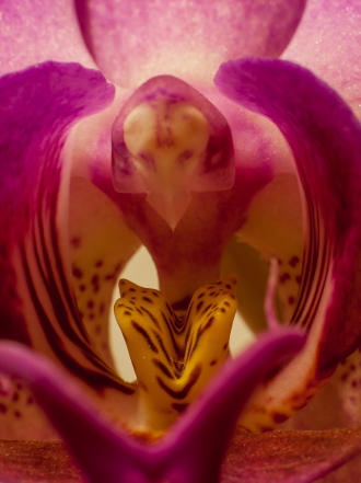 Soñar con Afrodita o Venus: sueños de pasión