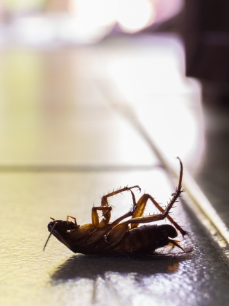 Soñar con cucarachas en la boca: cuidado con el estrés