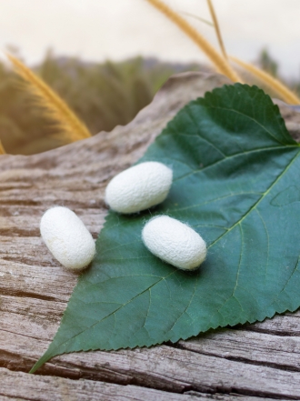 Soñar con gusanos de seda: tu mejor momento para triunfar