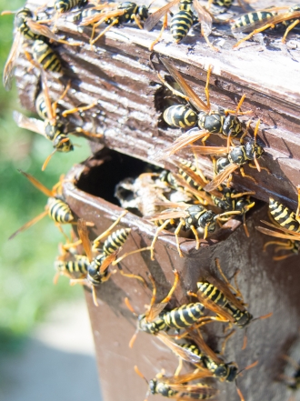 Soñar con avispas: ¿te sientes en peligro?