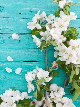 Diccionario de sueños: soñar con flores blancas